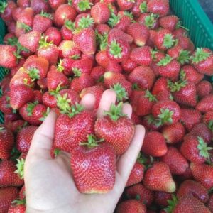 Клубника Сирия