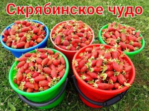 Клубника Скрябинское Чудо