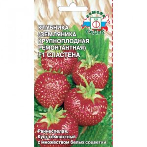 Клубника Сластена