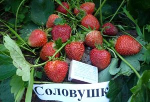 Клубника Соловушка