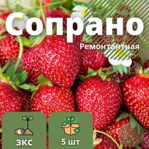 Клубника Сопрано