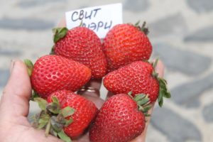 Клубника Свит Мэри