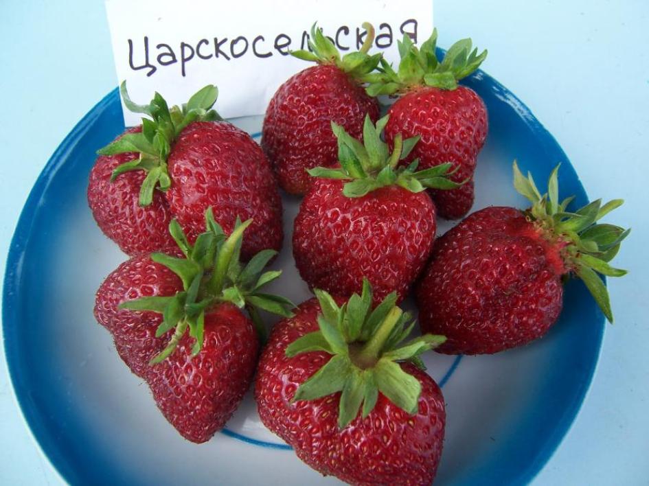 Клубника Царскосельская