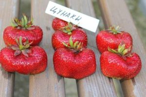 Клубника Цунаки