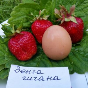 Клубника Зенга Гигана