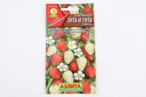 Клубника Зита и Гита