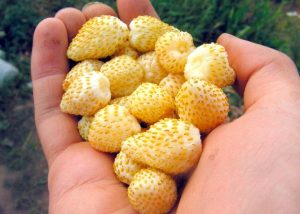 Клубника Золотинка