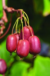 Красный киви (Actinidia melanandra)