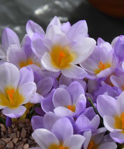 Крокус Файрфлай
