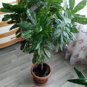 Кротон (Кодиеум) аукуболистный
