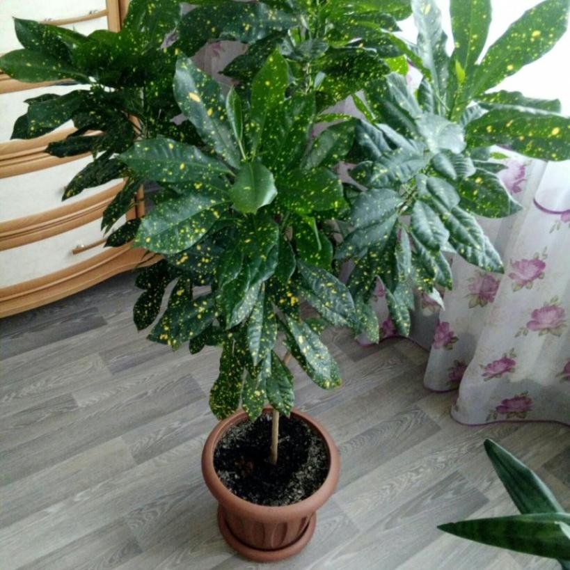 Кротон (Кодиеум) аукуболистный