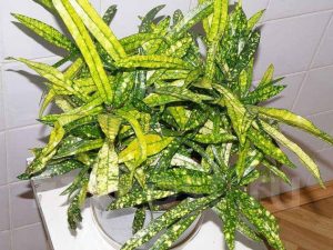 Кротон (Кодиеум) Голд Стар
