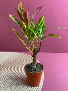 Кротон (Кодиеум) Пигтейл