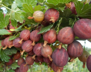 Крыжовник Аристократ