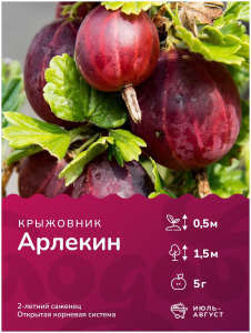 Крыжовник Арлекин