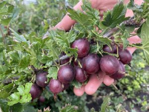 Крыжовник Челябинский слабошиповатый