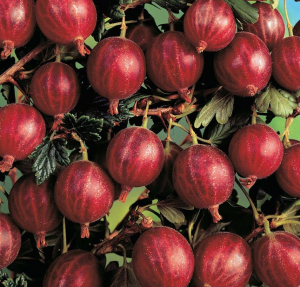 Крыжовник Десертный