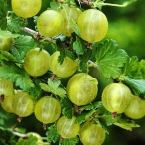 Крыжовник Хиннонмаки Грин (Финский зеленый)