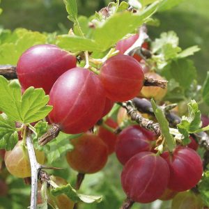Крыжовник Хиннонмаки Ред (Финский красный)