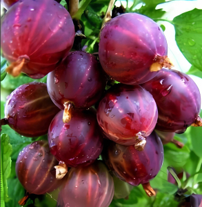 Крыжовник Консул (Сенатор)
