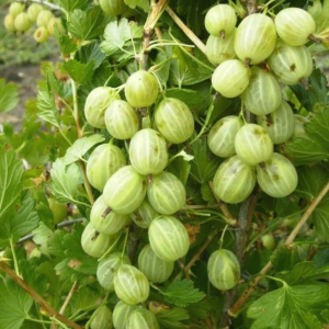Крыжовник Ковчег