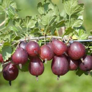Крыжовник Ленинградец