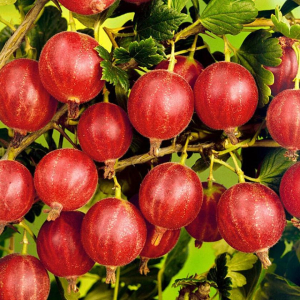 Крыжовник Народный (Нарядный)