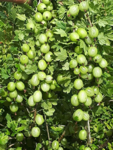 Крыжовник Наш сахарный