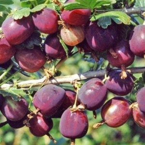 Крыжовник Северный капитан