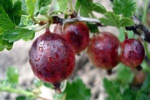 Крыжовник Спайнфри