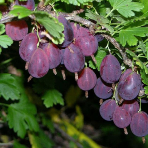 Крыжовник Виноградный