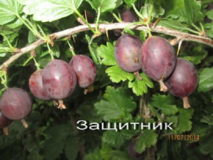 Крыжовник Защитник