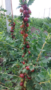 Крыжовник Звездочет