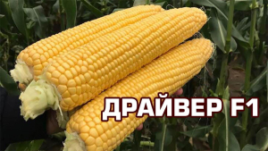 Кукуруза Драйвер