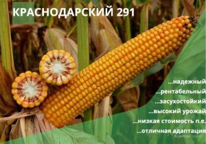 Кукуруза Краснодарский 291 АМВ