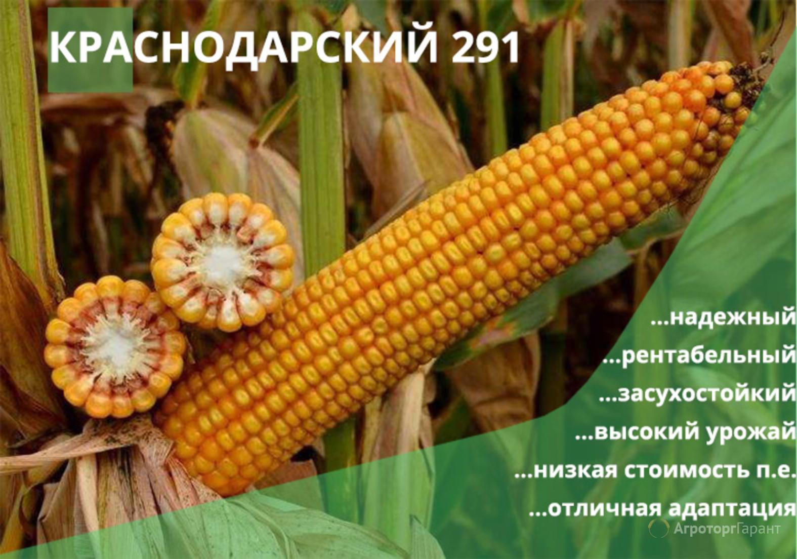 Кукуруза Краснодарский 291 АМВ