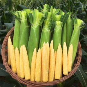 Кукуруза Миниголд