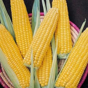 Кукуруза Сахарный початок