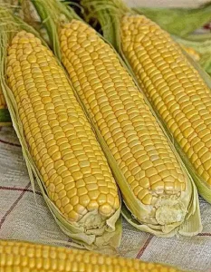 Кукуруза Спирит