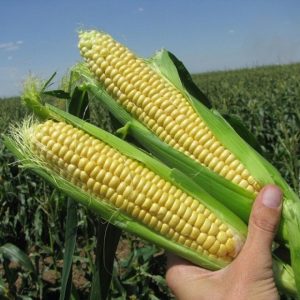 Кукуруза Свит Сириус