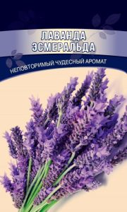 Лаванда Эсмеральда