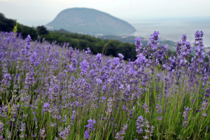 Лаванда Крымская весна