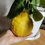 Вопрос про Лимон Иркутский крупноплодный