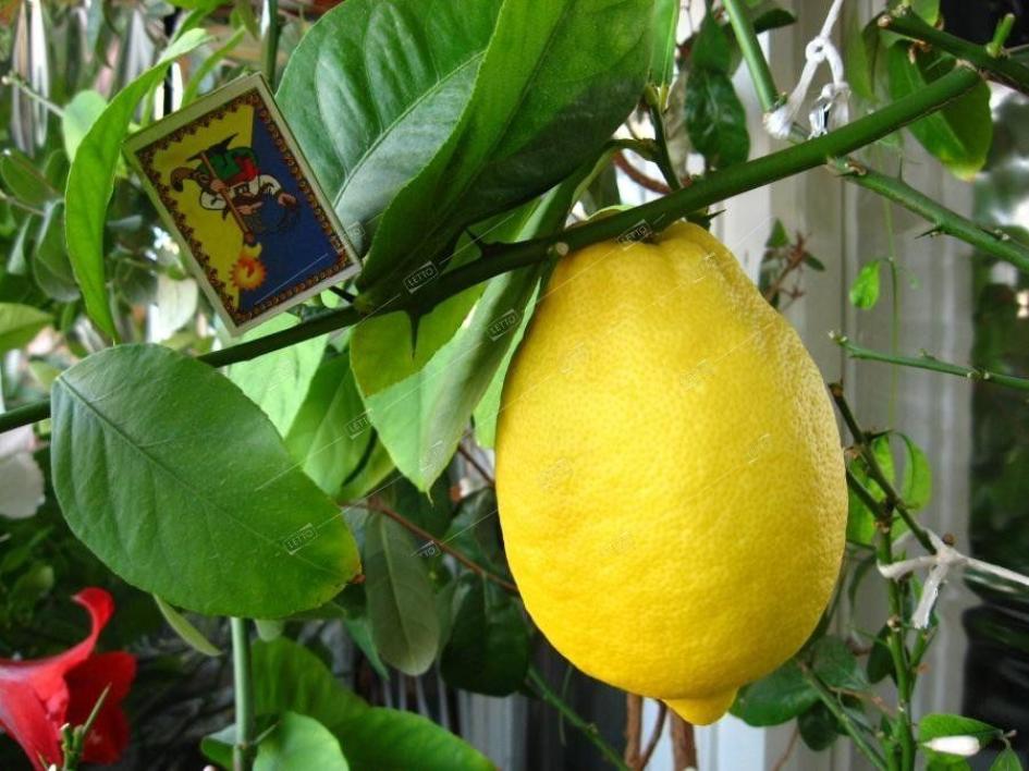 Лимоны