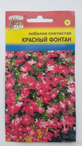 Лобелия Красный фонтан