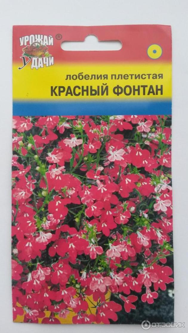 Лобелия Красный фонтан