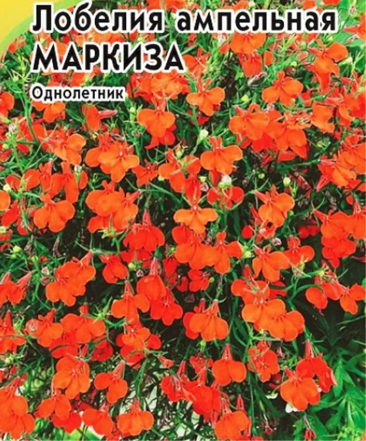 Лобелия Маркиза