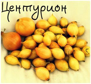 Лук Центурион