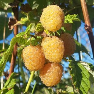 Малина Челябинская желтая