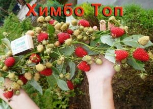 Малина Химбо Топ